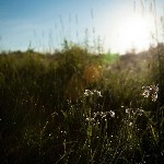 Sony WH-1000XM4 Wireless Headphones